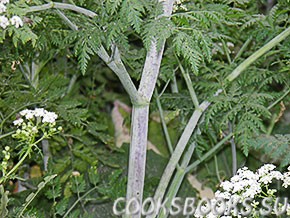 Болиголов Пятнистый, крапчатый (лат. Conium maculatum)