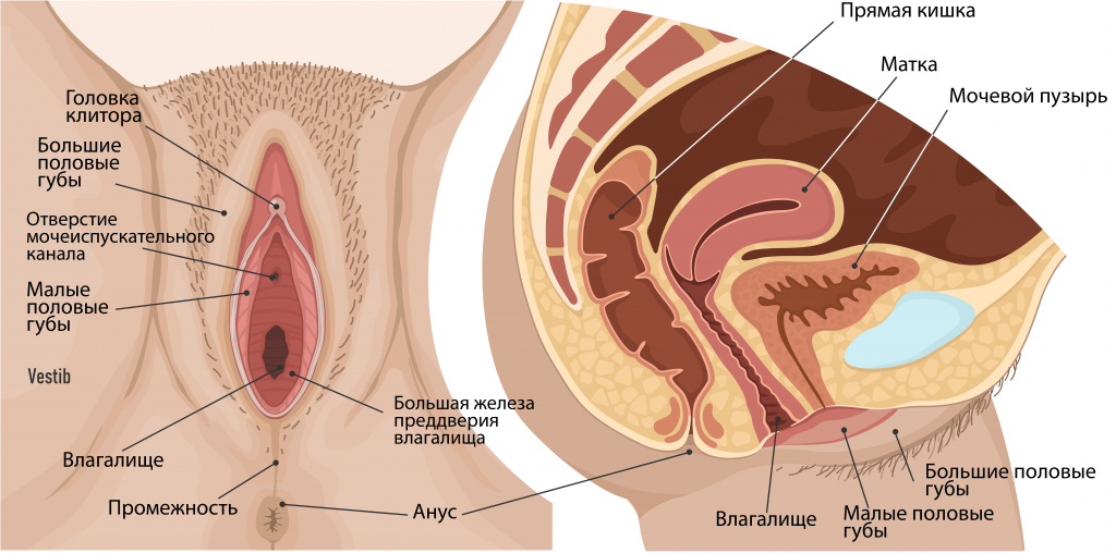 Рак репродуктивных органов. Симптомы, профилактика, лечение