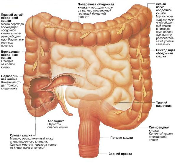 Главные симптомы аденокарциономы толстого кишечника: методы диагностики и лечения заболевания